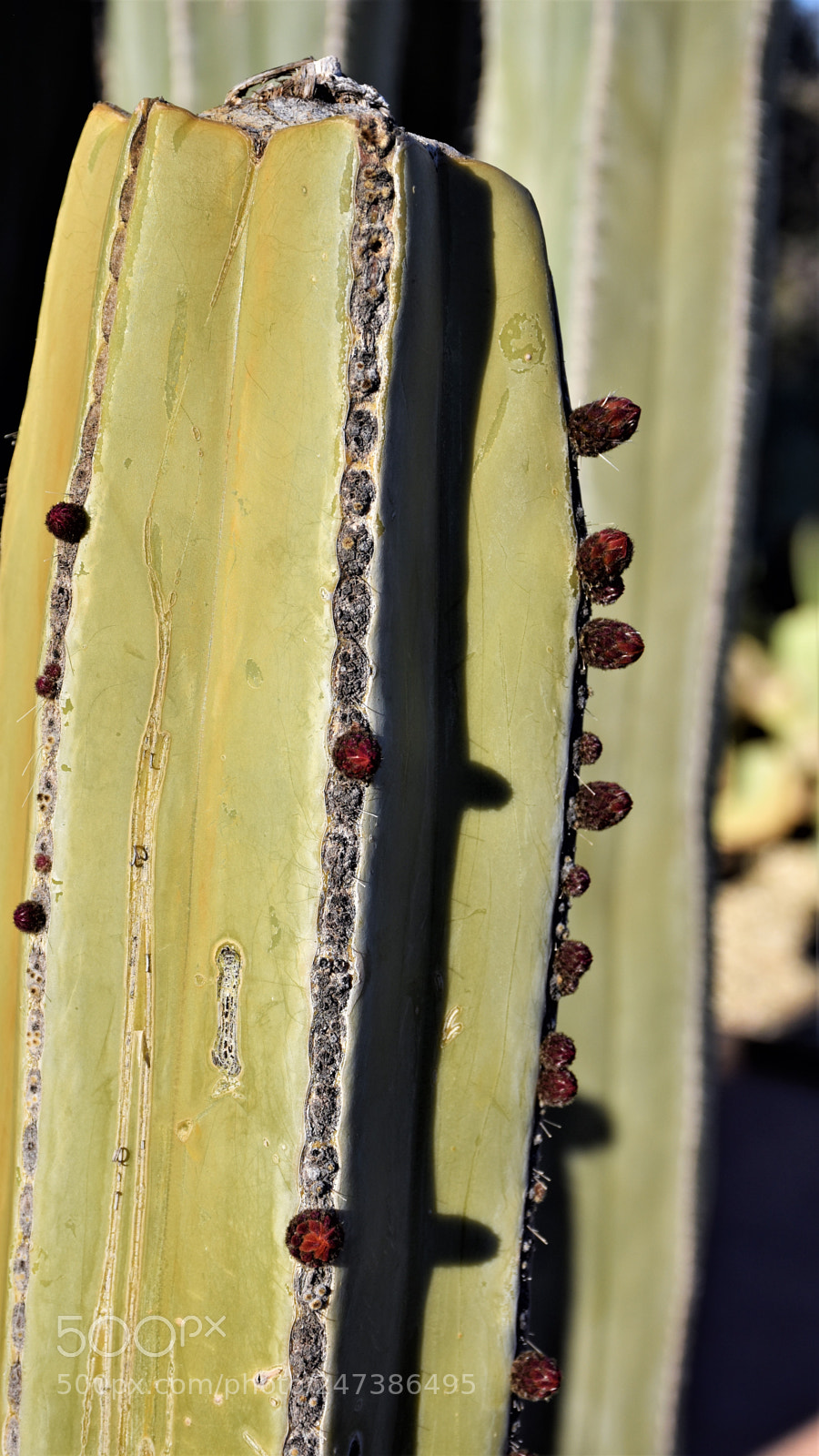 Nikon D7200 sample photo. Desert botanical garden photography