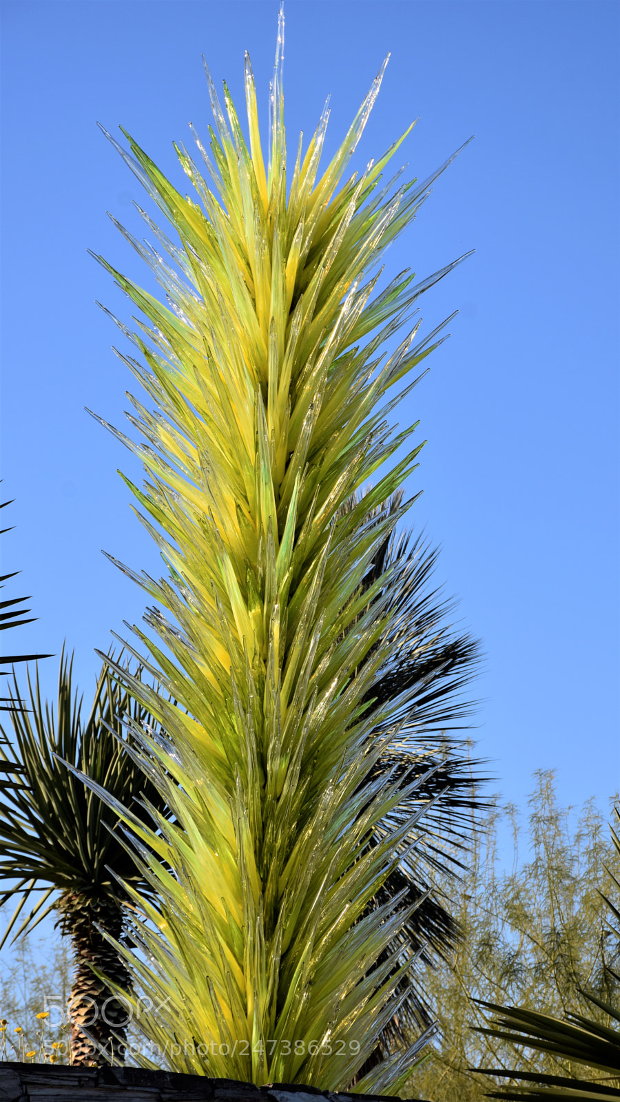 Nikon D7200 sample photo. Desert botanical garden photography