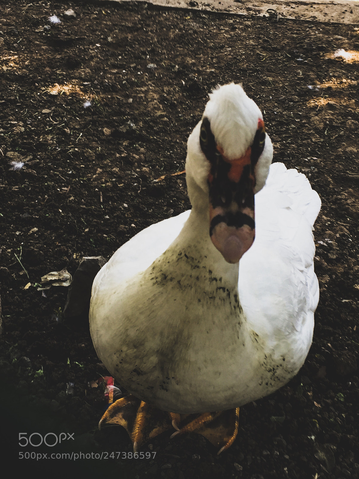 Apple iPhone 6 sample photo. Untitled photography