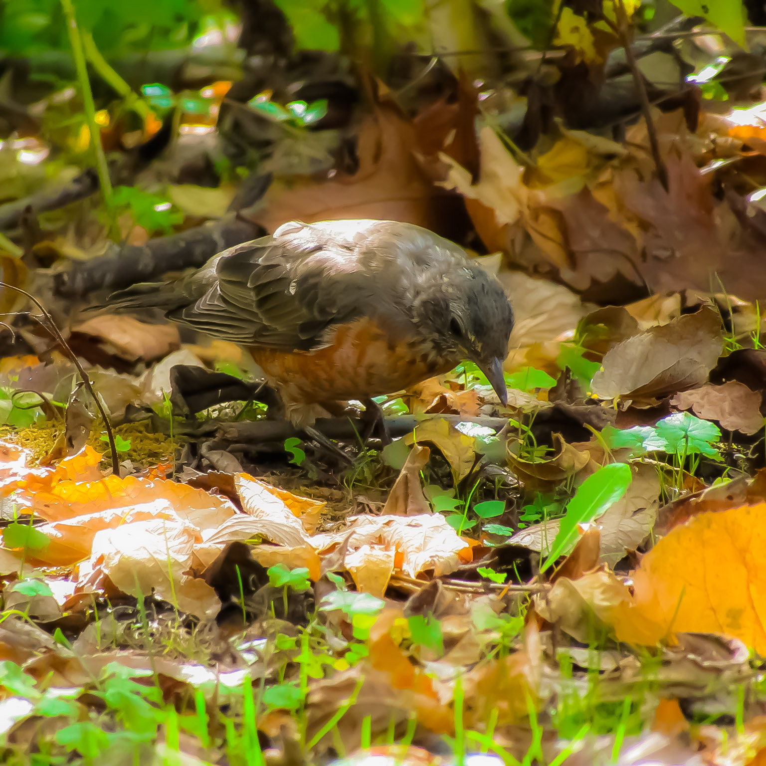 Canon PowerShot SX420 IS sample photo. Little robin photography