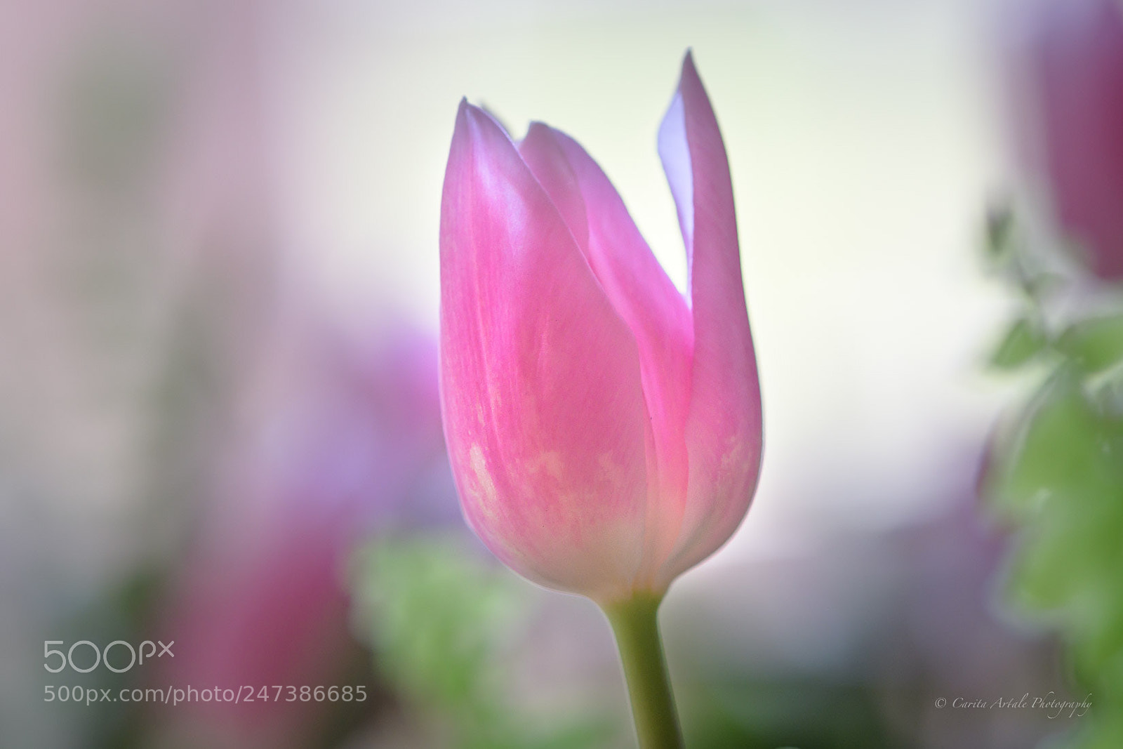 Nikon D500 sample photo. The first one photography