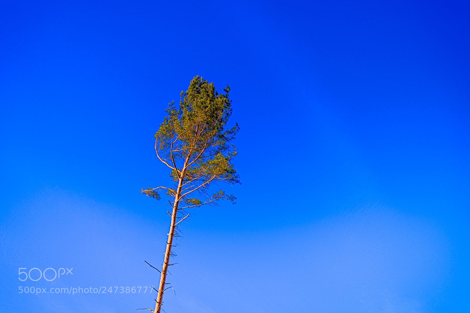 Nikon D800 sample photo. Young pine in the photography