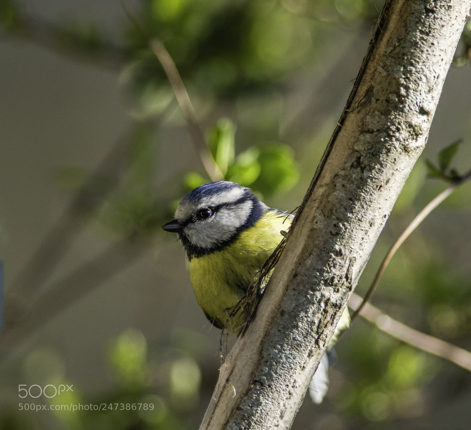 Nikon D610 sample photo. Blue tit photography