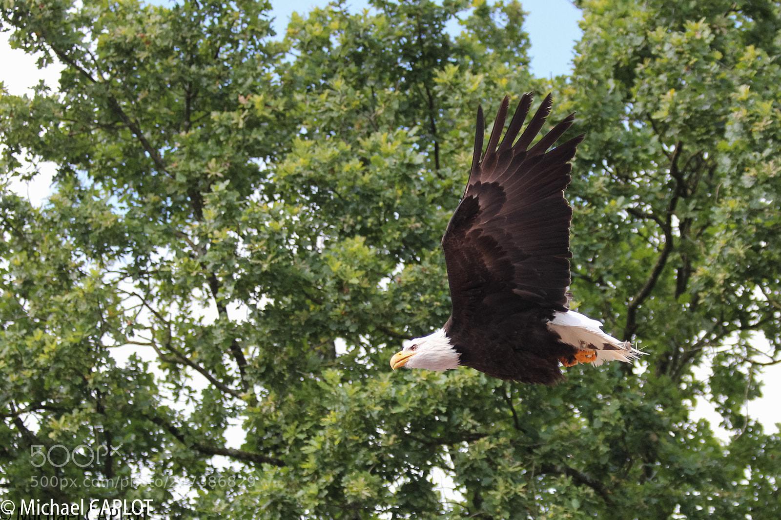 Canon EOS 550D (EOS Rebel T2i / EOS Kiss X4) sample photo. Bald eagle photography