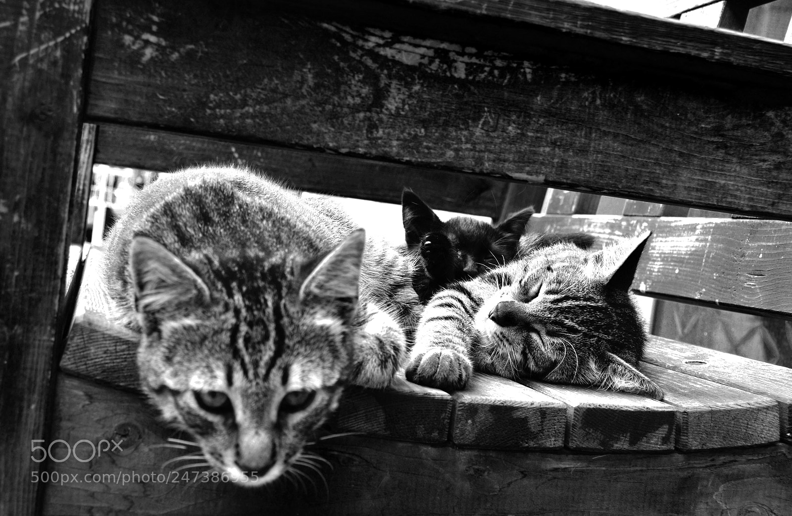 Nikon D5100 sample photo. Cats photography
