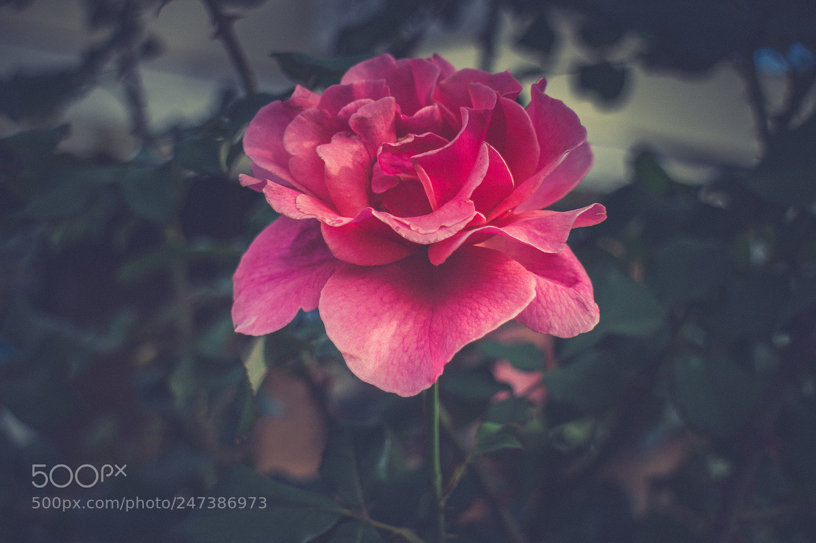 Canon EOS M sample photo. Pink rose photography