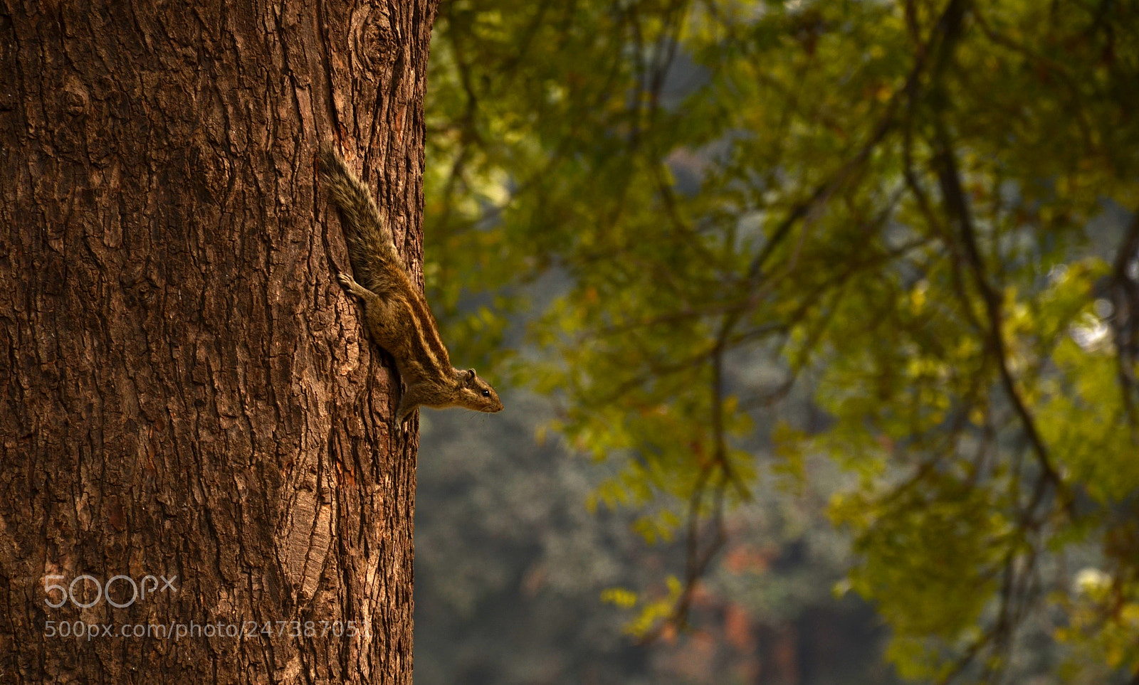 Nikon D5100 sample photo. Squirrel photography