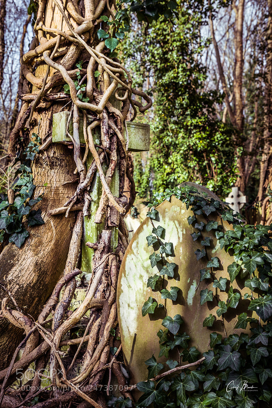 Canon EOS 6D Mark II sample photo. Week 8 52 photography