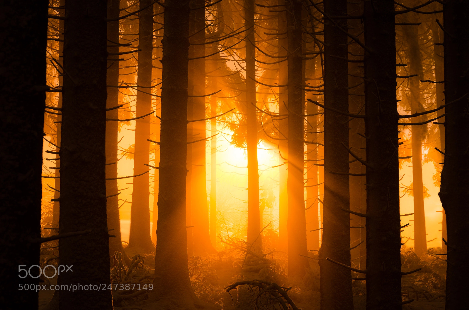 Nikon D5100 sample photo. Woods on fire photography