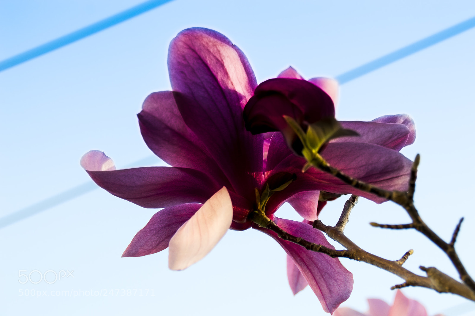 Nikon D3200 sample photo. Magnólia photography