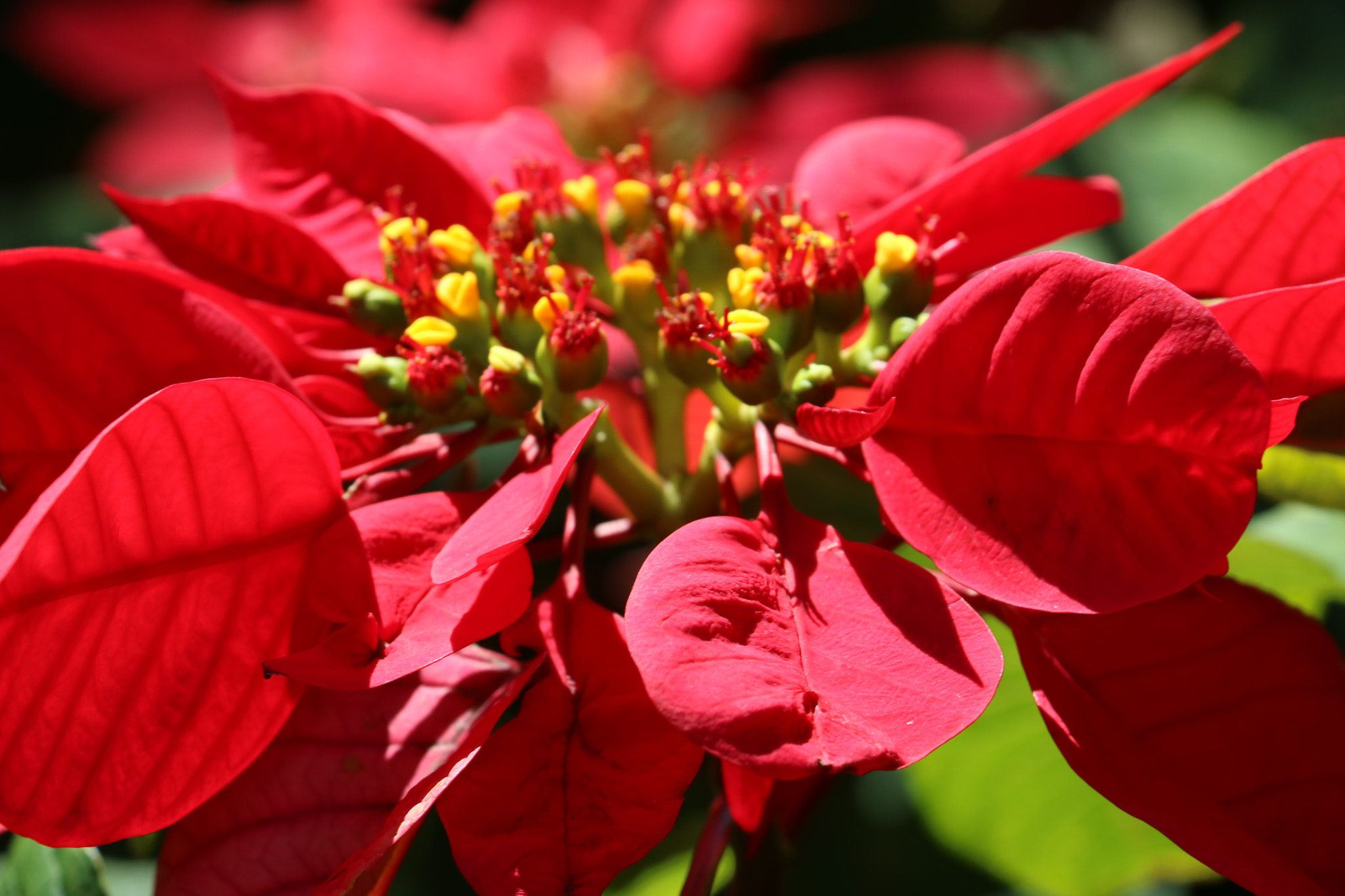 Canon EOS 750D (EOS Rebel T6i / EOS Kiss X8i) sample photo. Red ambiance photography