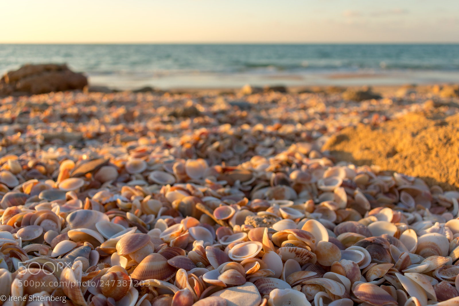 Nikon D3400 sample photo. Seashells photography