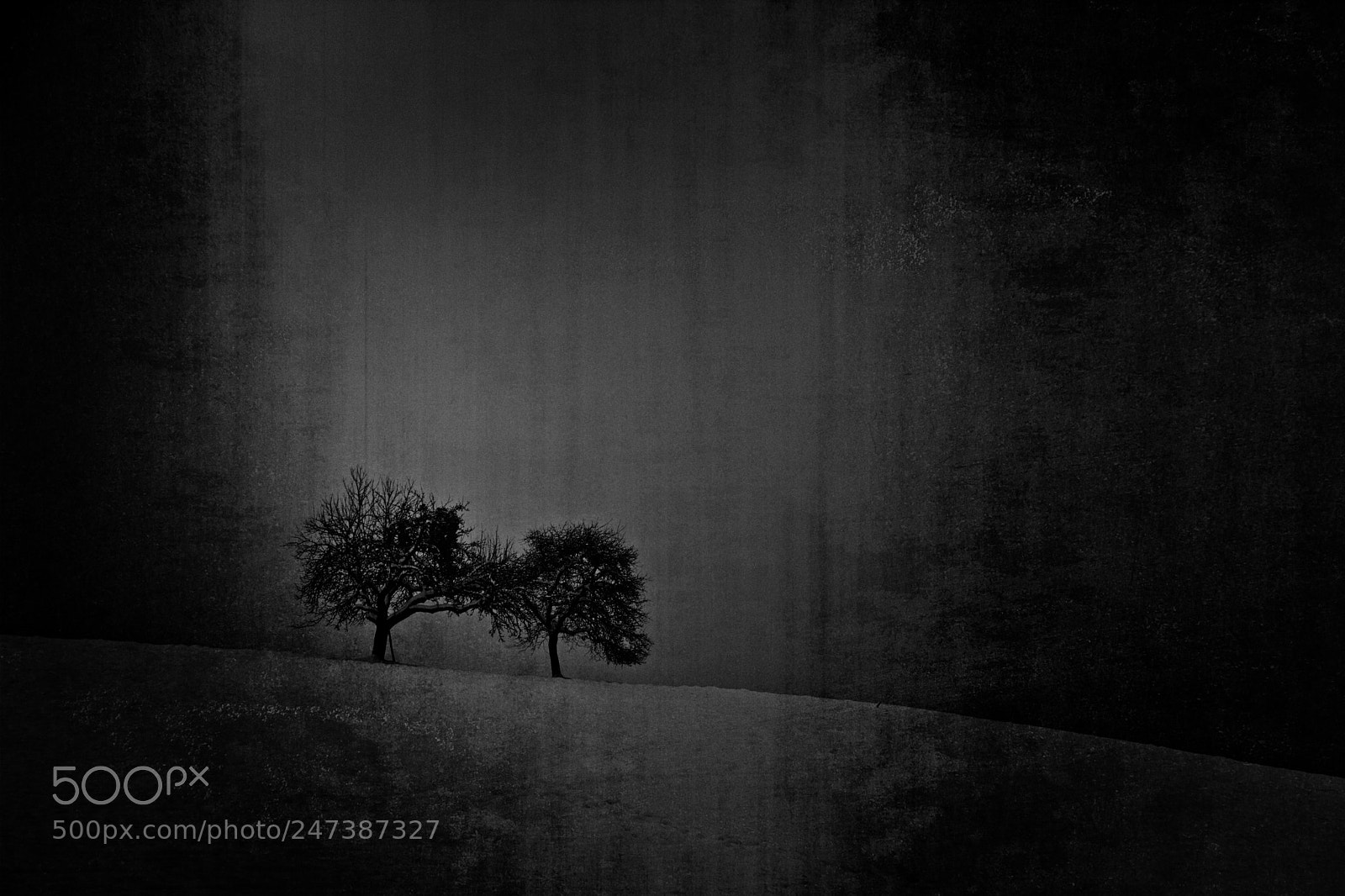Nikon D7100 sample photo. Dark trees photography