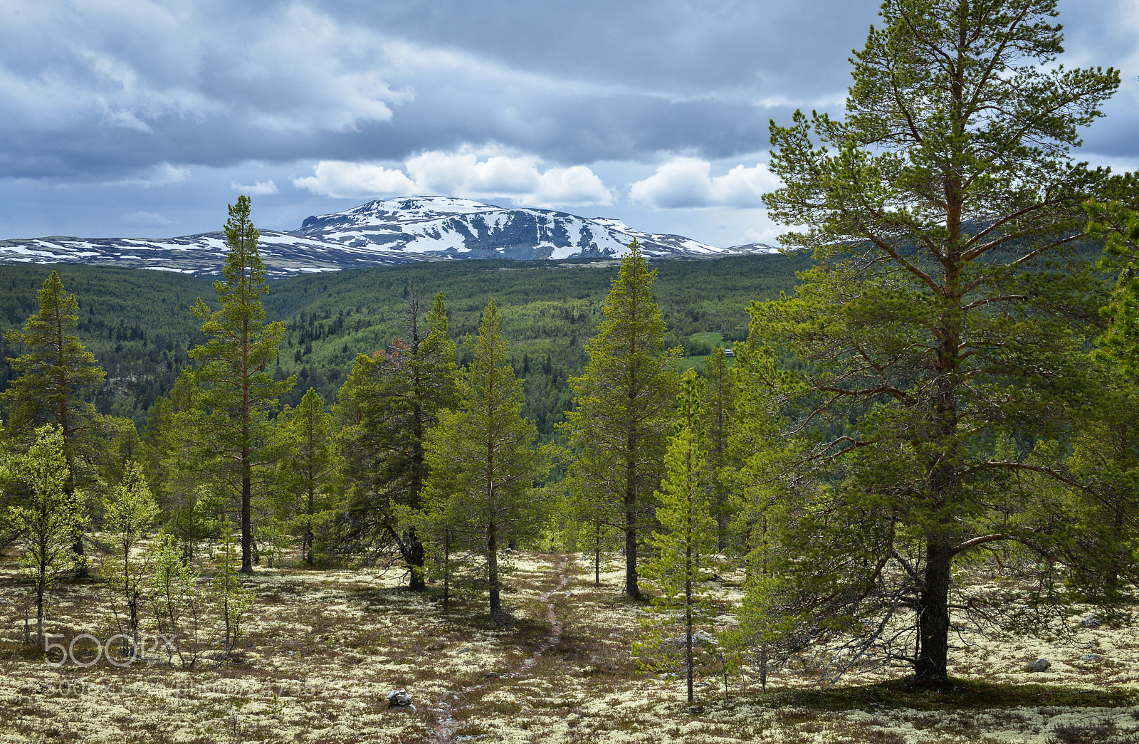 Nikon D610 sample photo. Rondane national park in photography