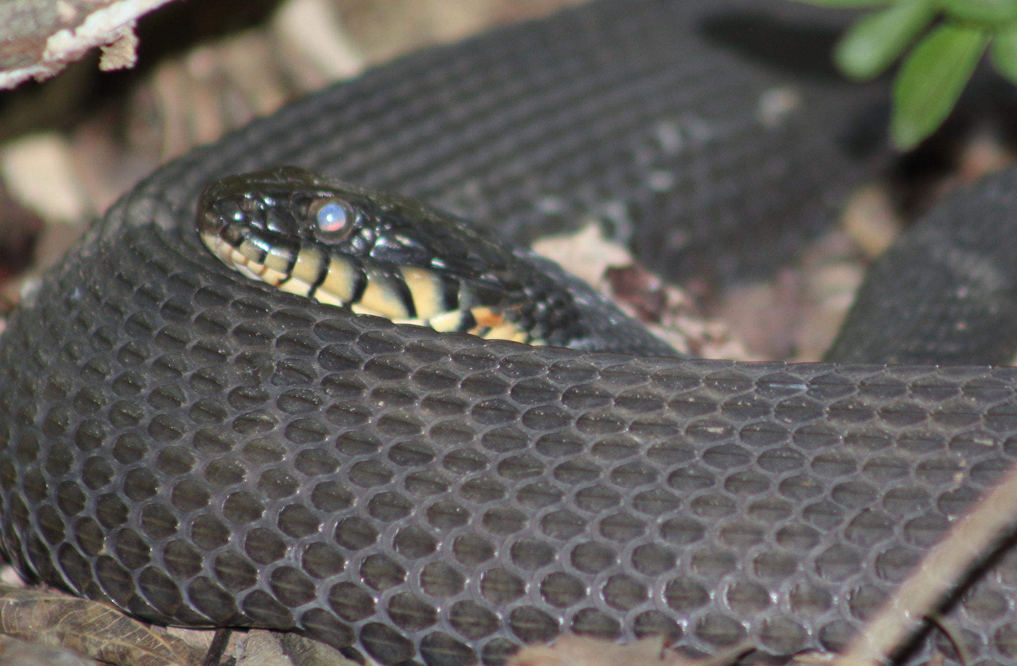 Canon EOS 60D + EF75-300mm f/4-5.6 sample photo. Yellow bellied water snake photography