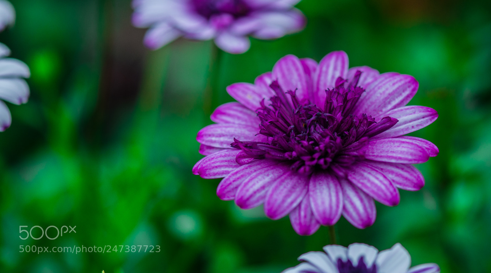 Nikon D5000 sample photo. Vibrant..... photography