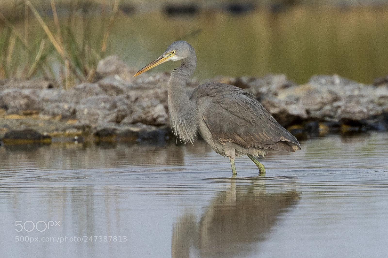Canon EOS 7D Mark II sample photo. Western reef heron photography