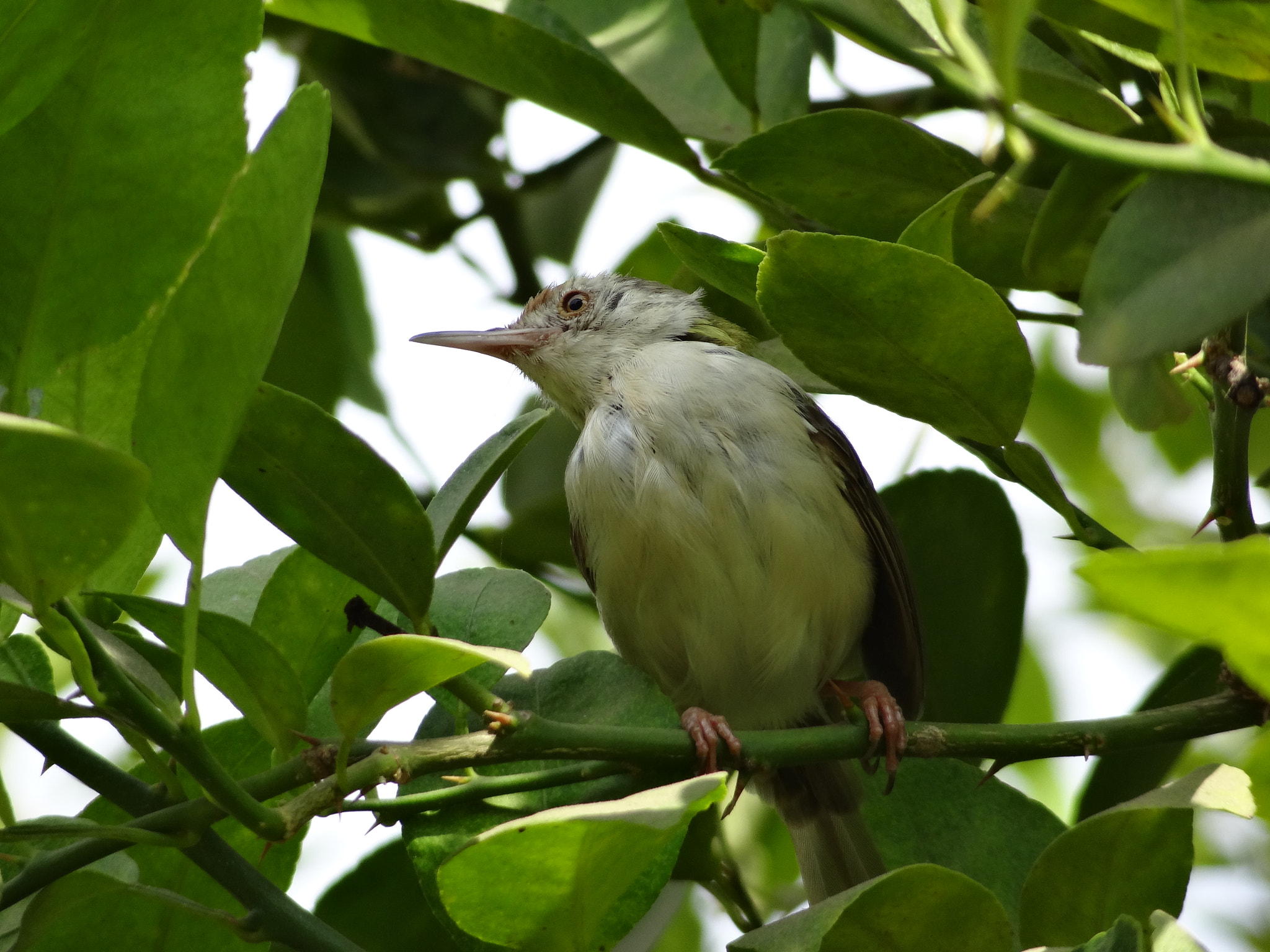 Sony Cyber-shot DSC-HX10V sample photo. The hiding bird photography