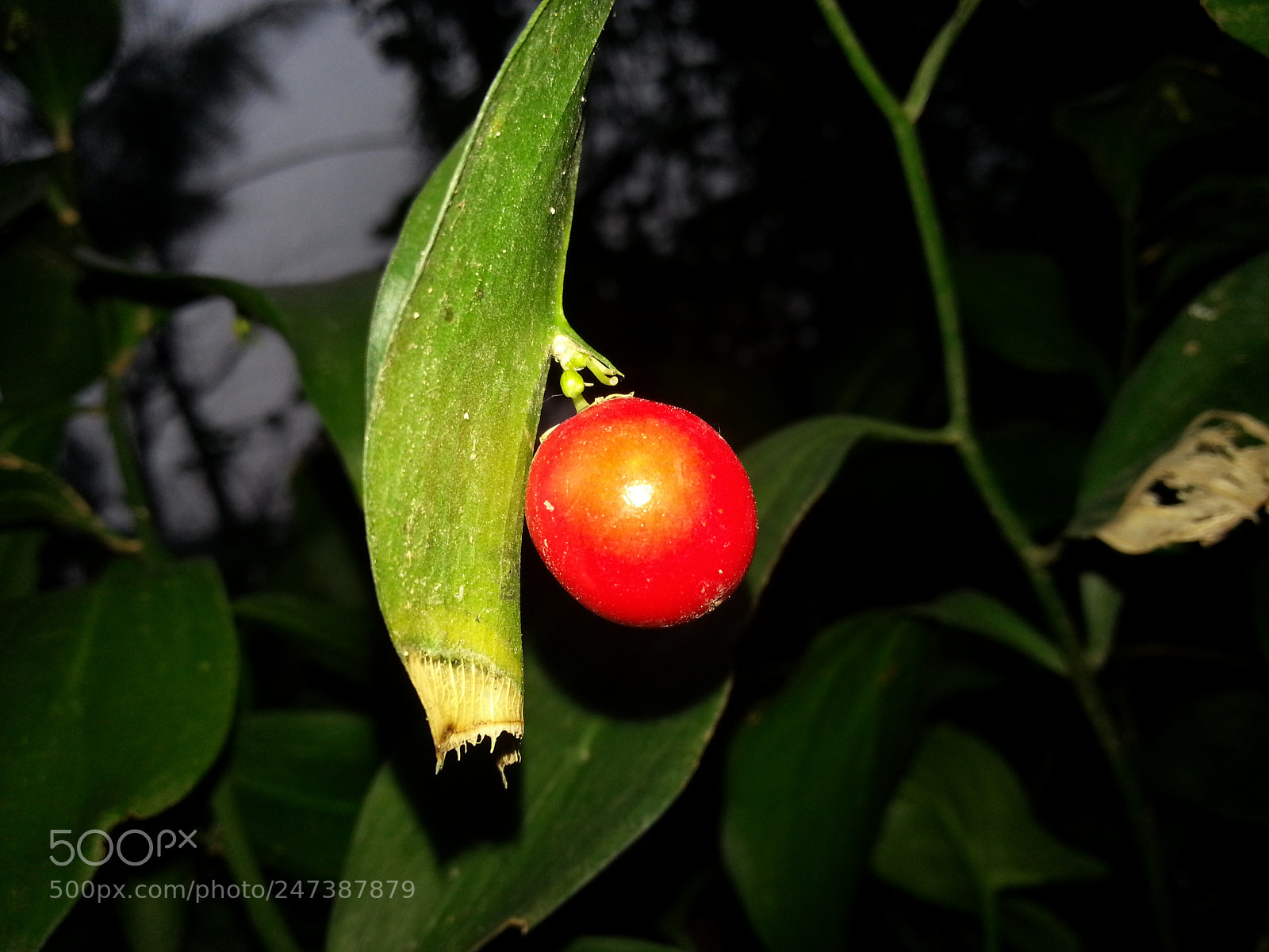Samsung Galaxy S3 sample photo. Red bull photography