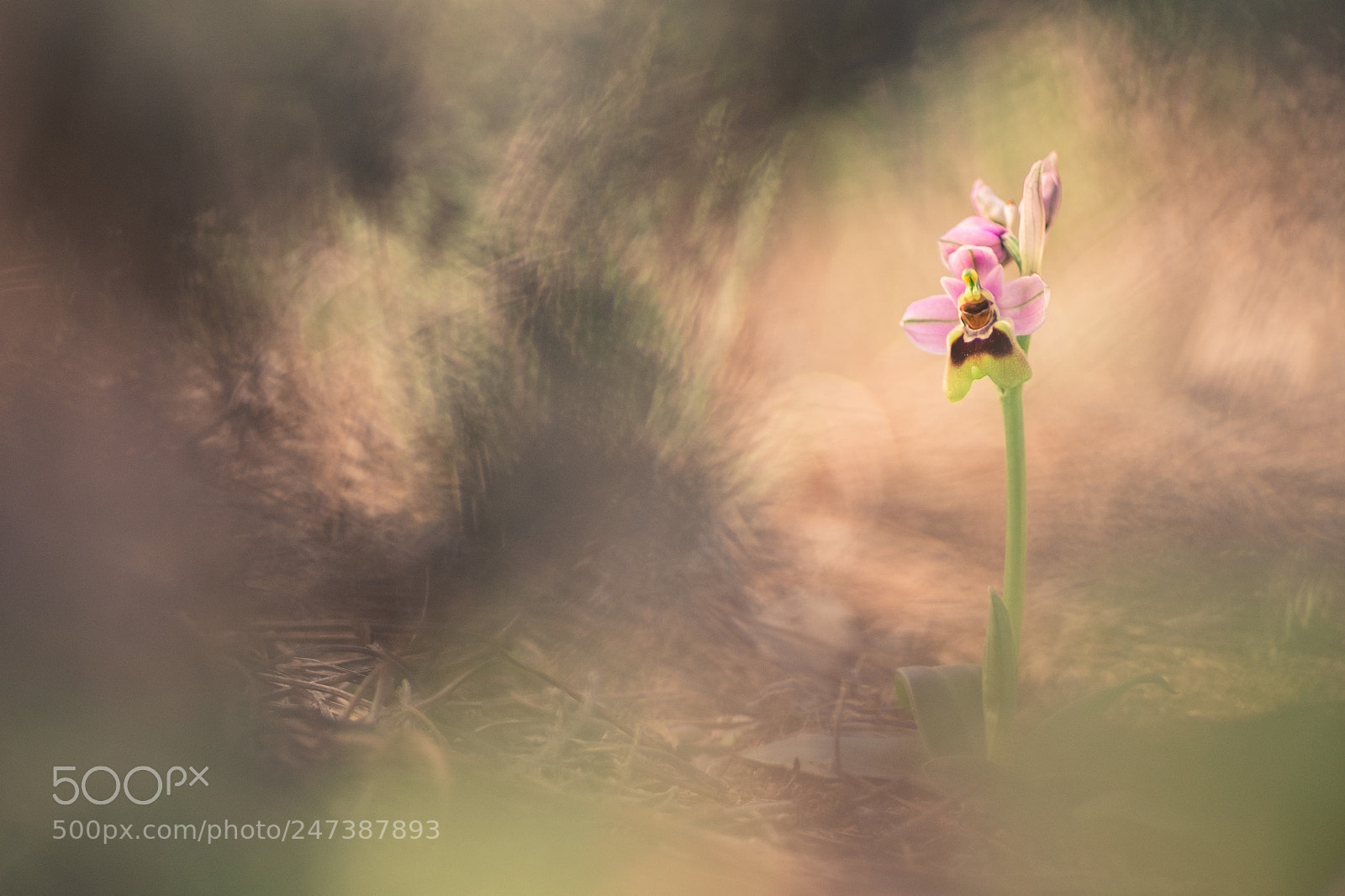 Fujifilm X-T10 sample photo. Ophrys tenthredrinifera 18´ version 1 photography