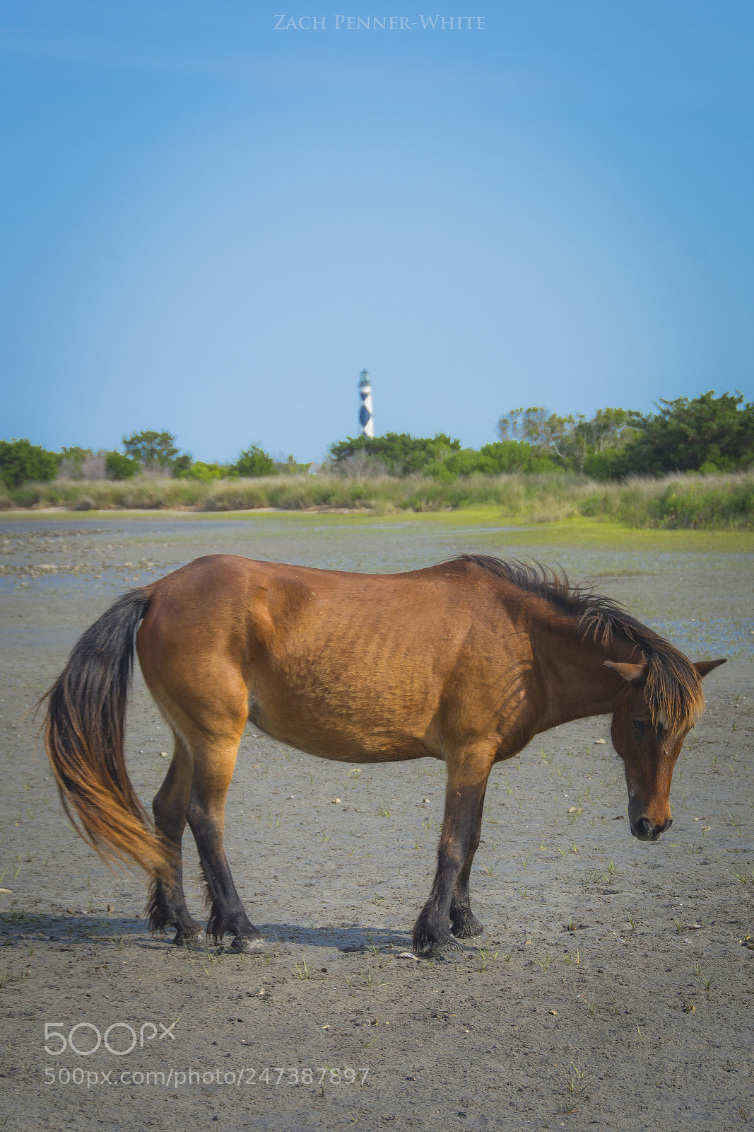 Nikon D7100 sample photo. A wild horse at photography