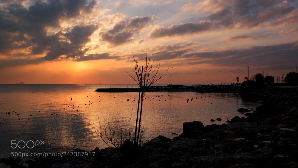 Samsung NX1 sample photo. ... photography