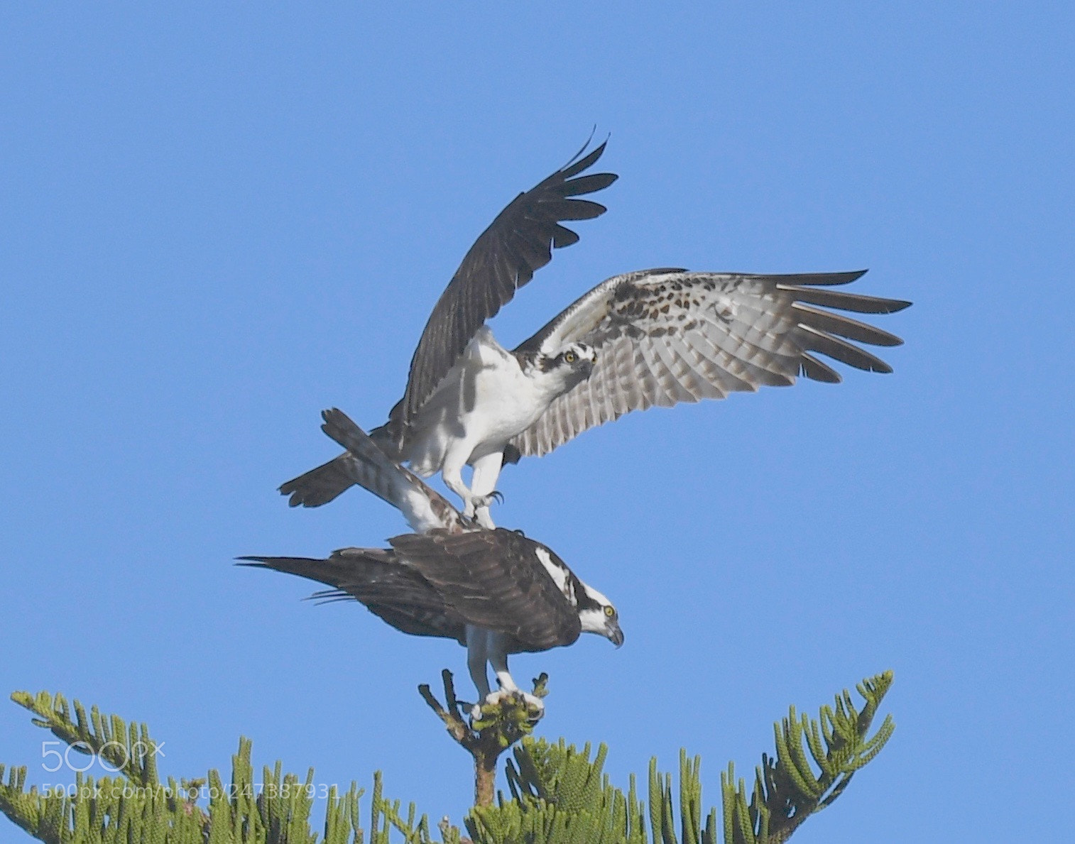 Nikon D5 sample photo. Osprey mating photography