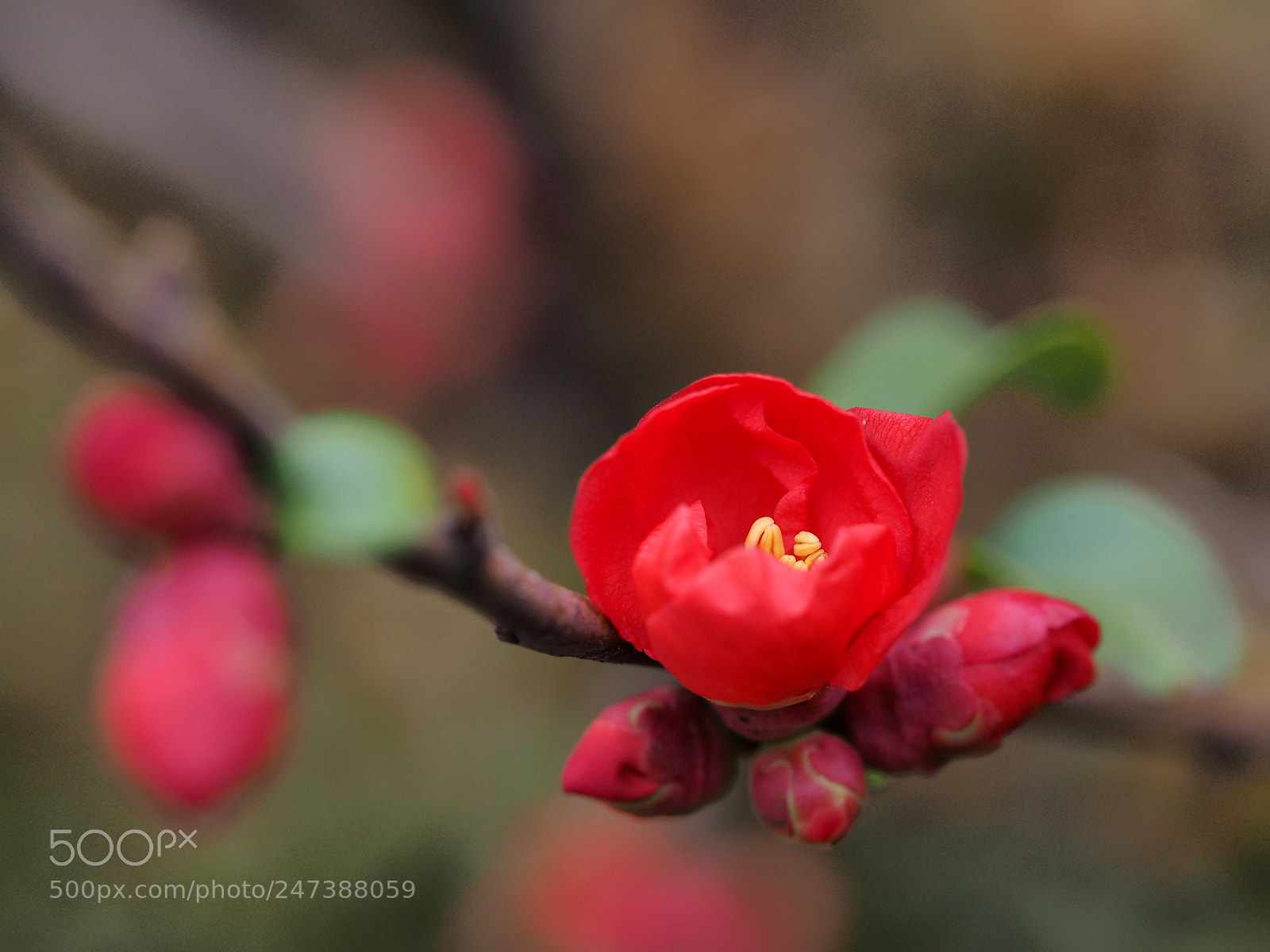 Olympus OM-D E-M1 sample photo. Flower named bokeh photography