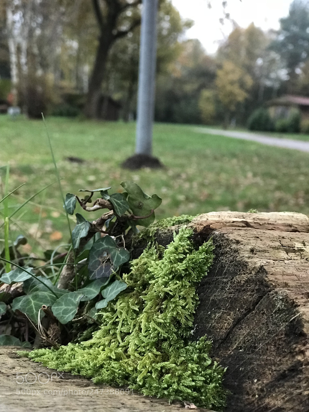 Apple iPhone 7 Plus sample photo. Img_5666 1.jpg photography