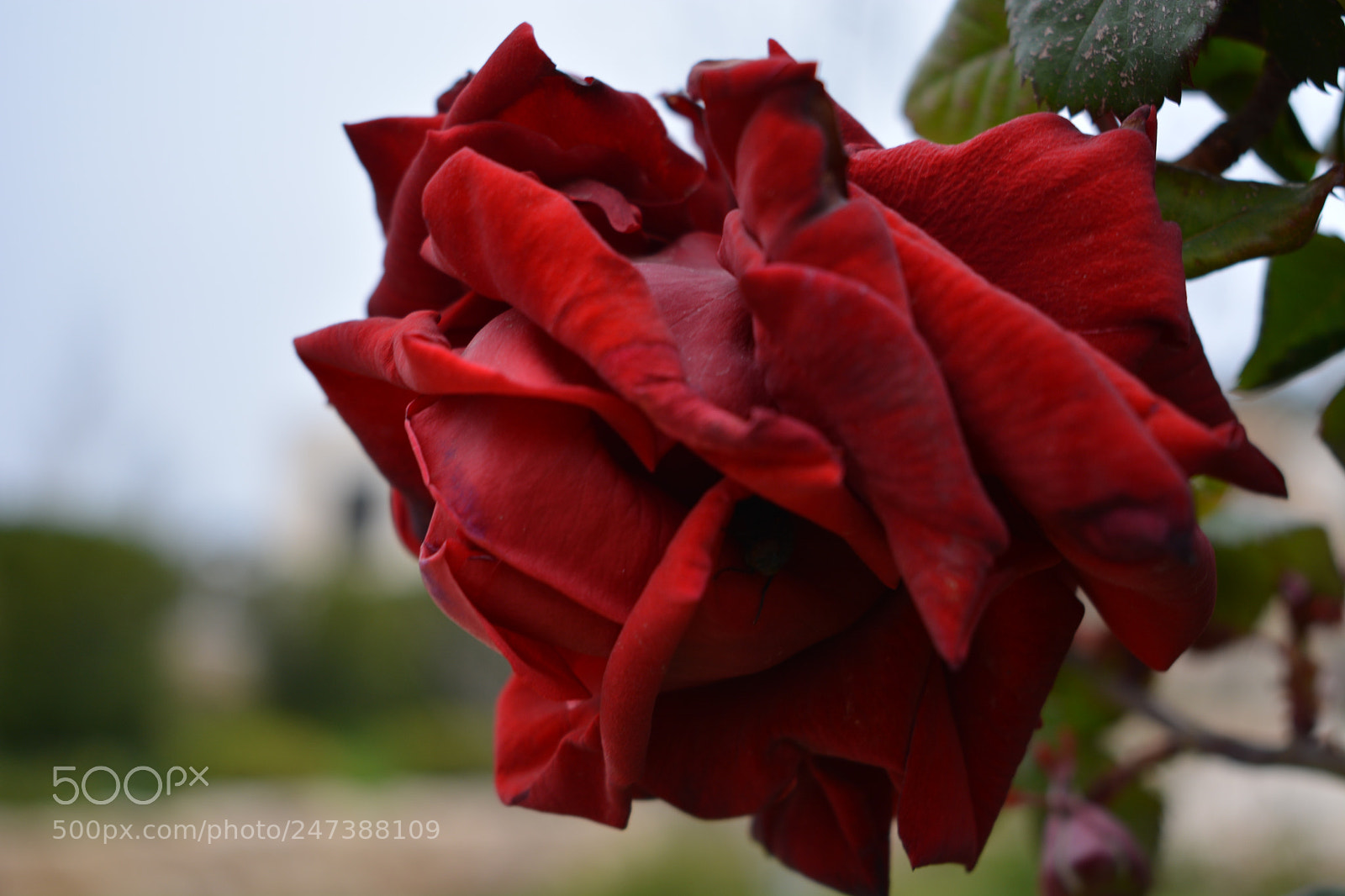 Nikon D5200 sample photo. Untitled photography