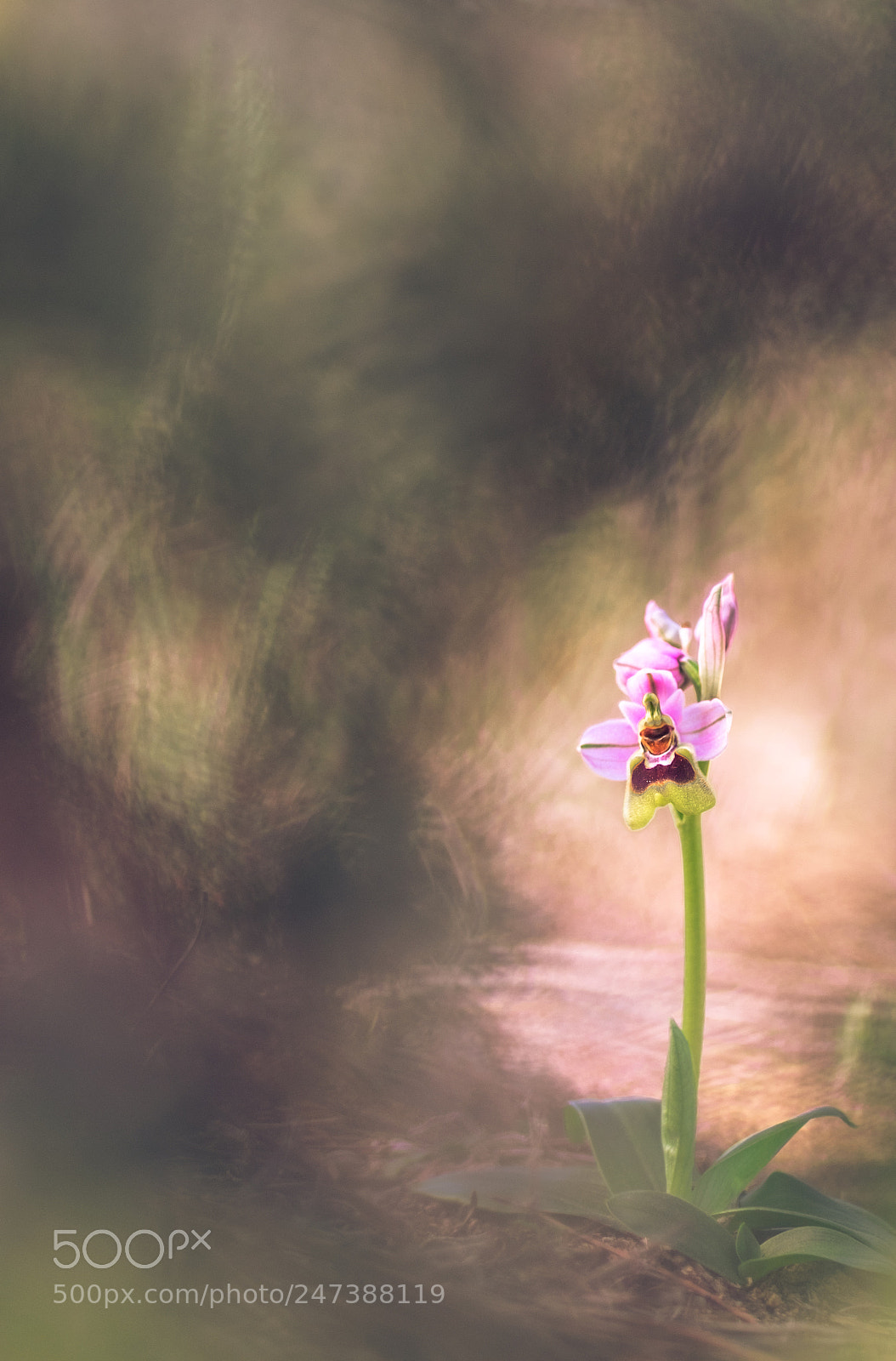 Fujifilm X-T10 sample photo. Ophrys tenthredrinifera 18´ version 2 photography