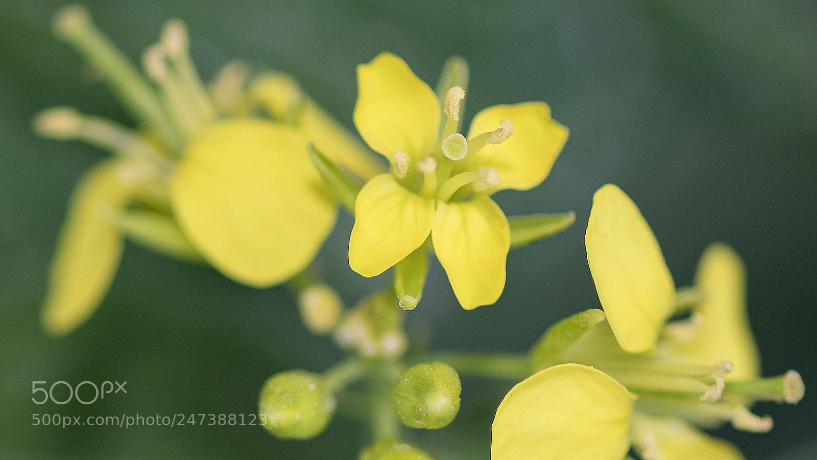 Nikon D500 sample photo. Yellow flower photography
