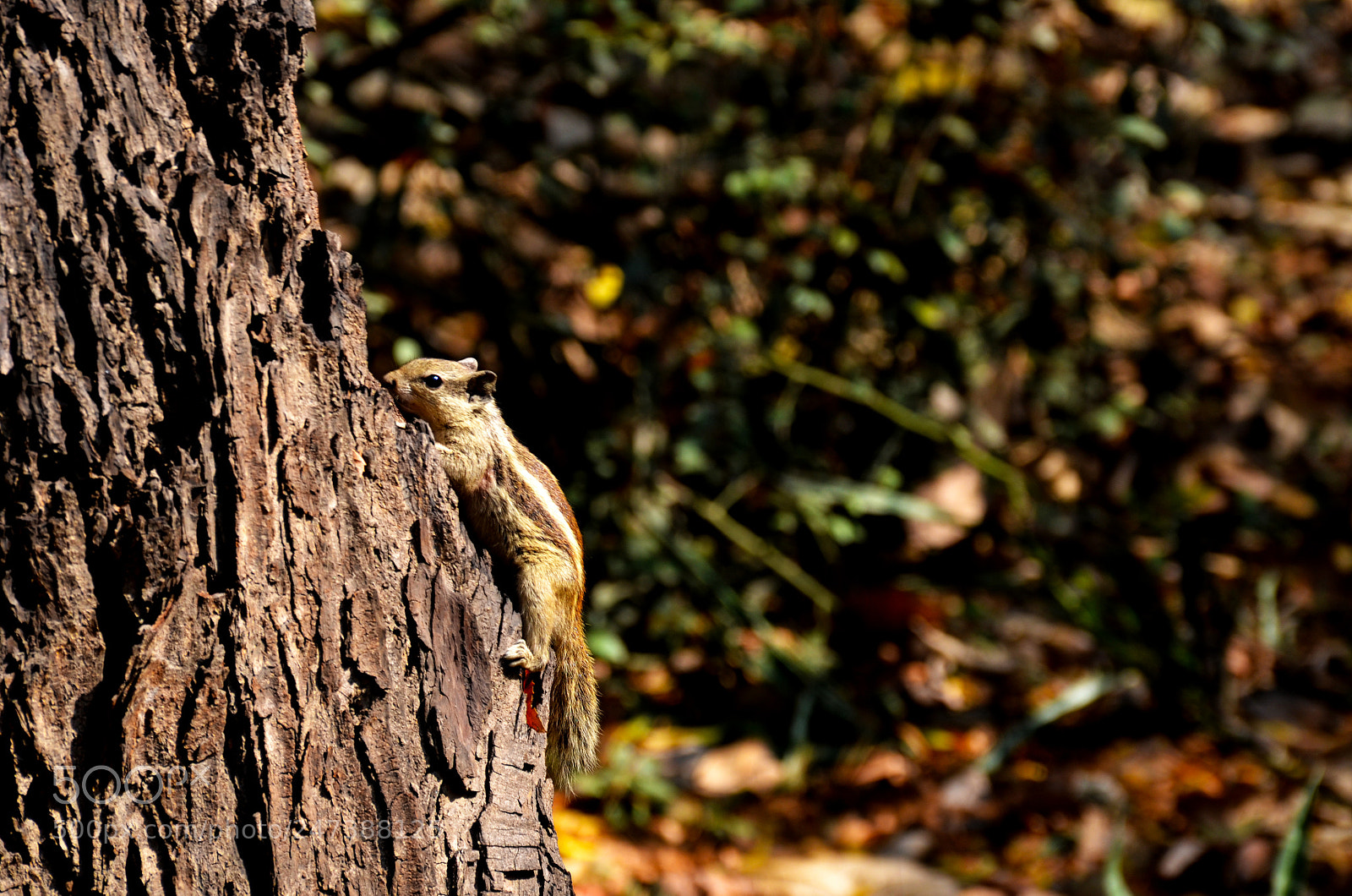 Nikon D5100 sample photo. Squirrel photography