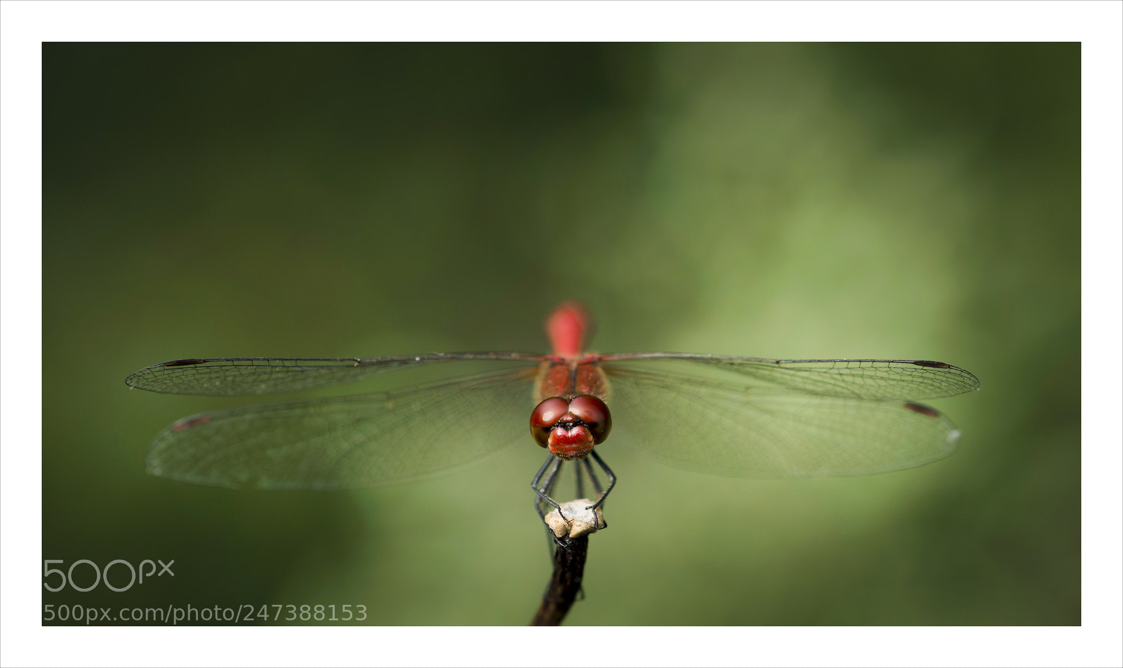 Nikon D7200 sample photo. Sympetrum rouge sang photography