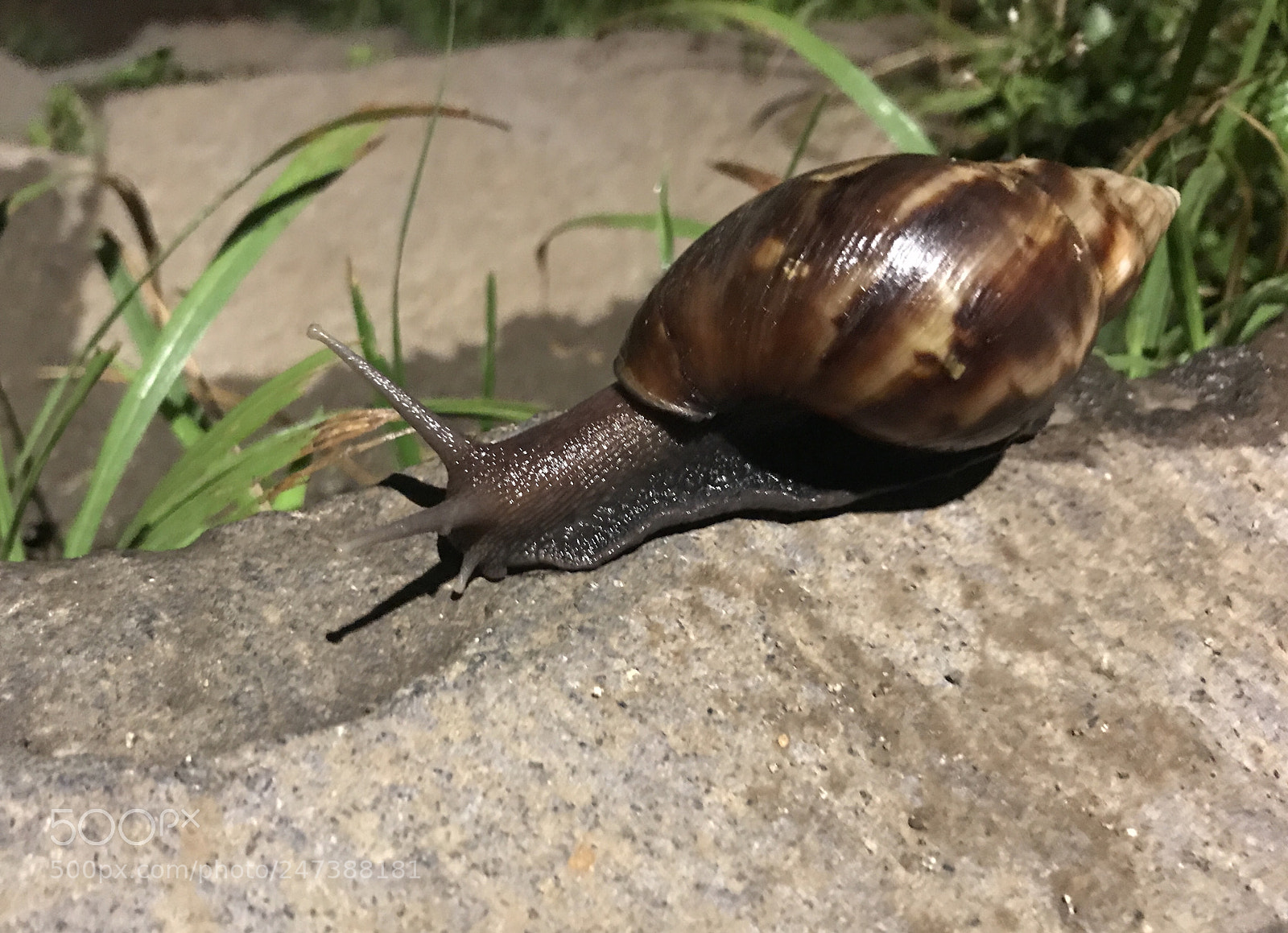 Apple iPhone 7 sample photo. Speed limit photography