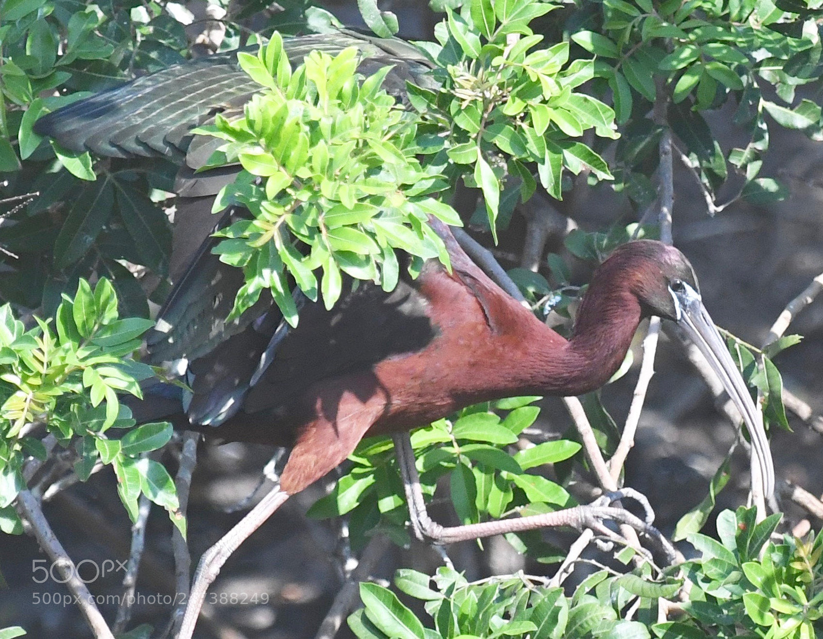 Nikon D5 sample photo. Glossy ibis in rookery photography