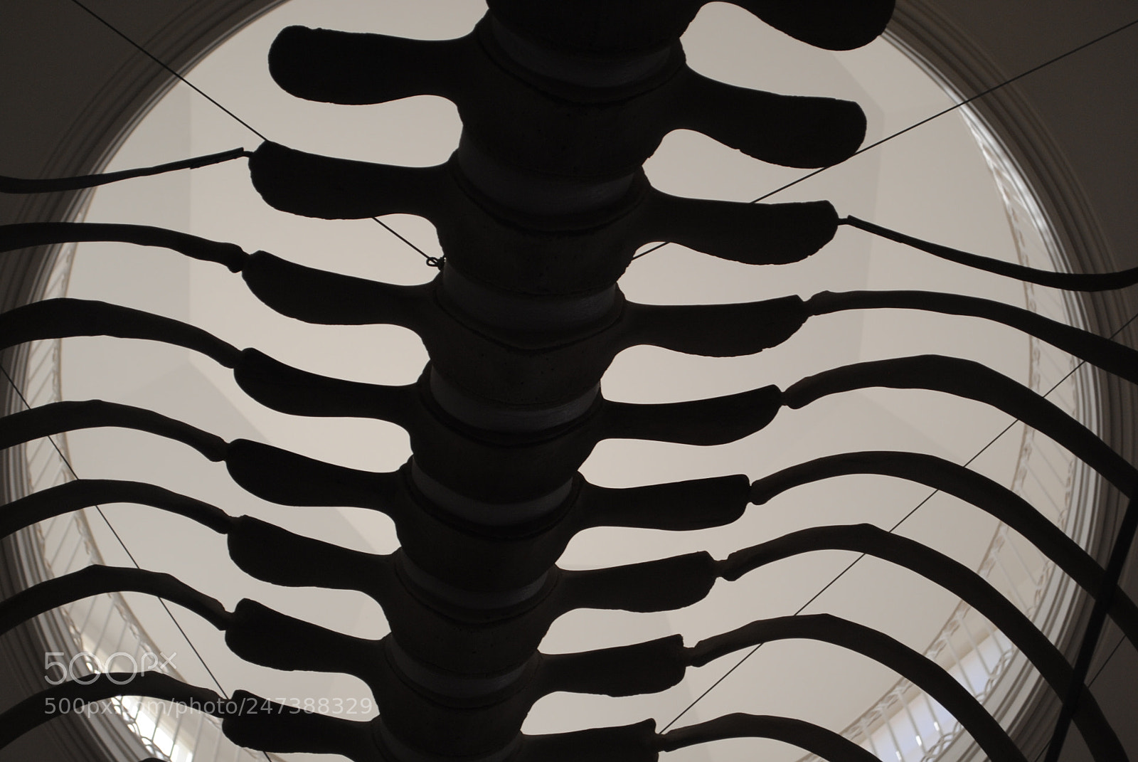 Nikon D3000 sample photo. Cachalote photography