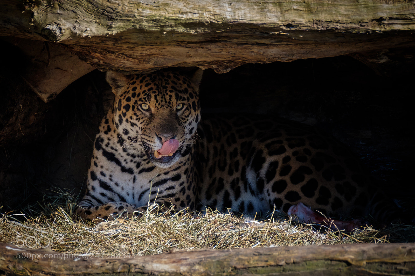 Fujifilm X-T2 sample photo. Jaguar relaxing photography