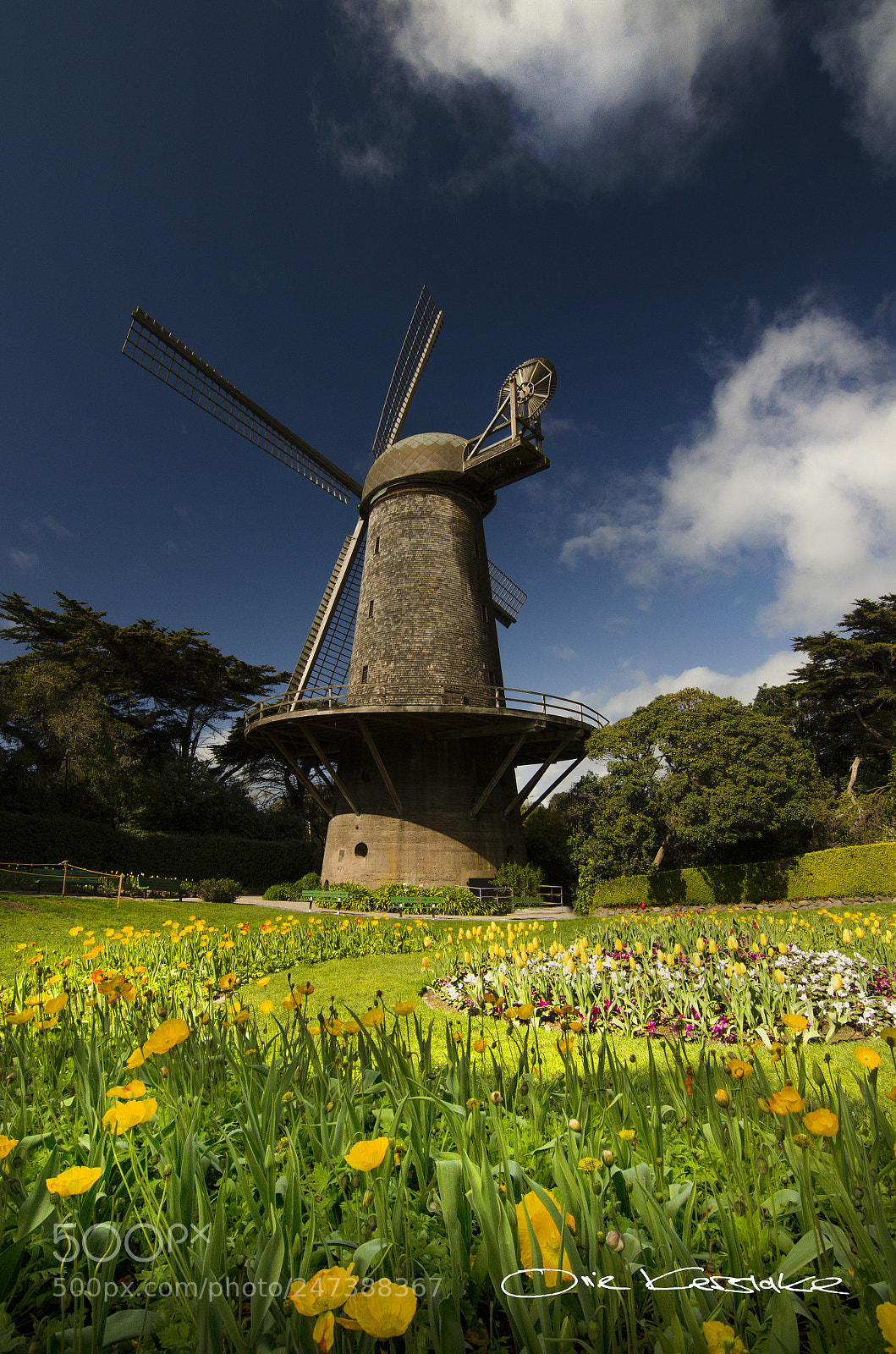 Nikon D5100 sample photo. Flowers & windmills photography