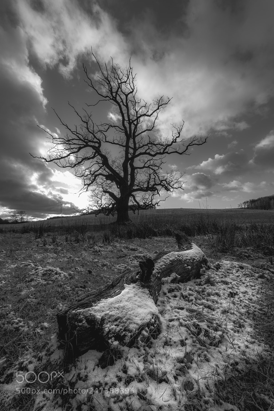 Nikon D800 sample photo. Signs of winter photography