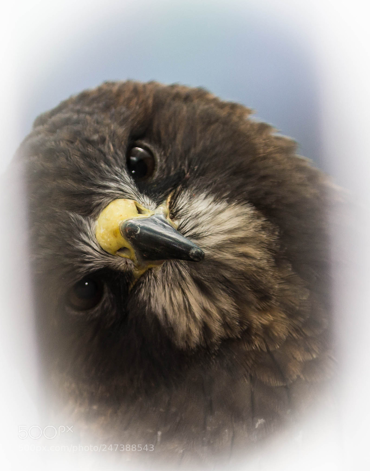 Canon EOS 600D (Rebel EOS T3i / EOS Kiss X5) sample photo. Swainson hawk photography