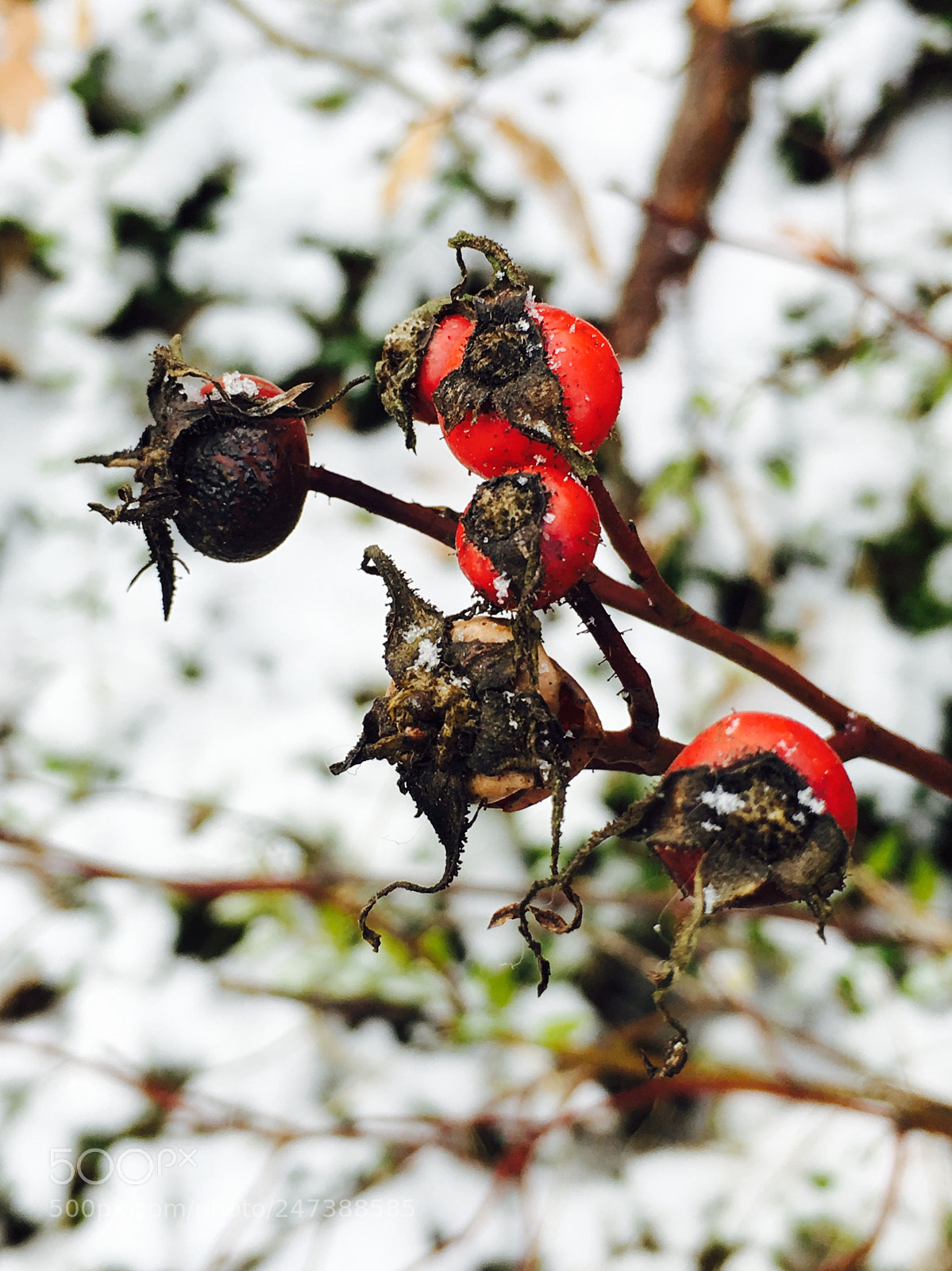 Apple iPhone 6s sample photo. Little red photography