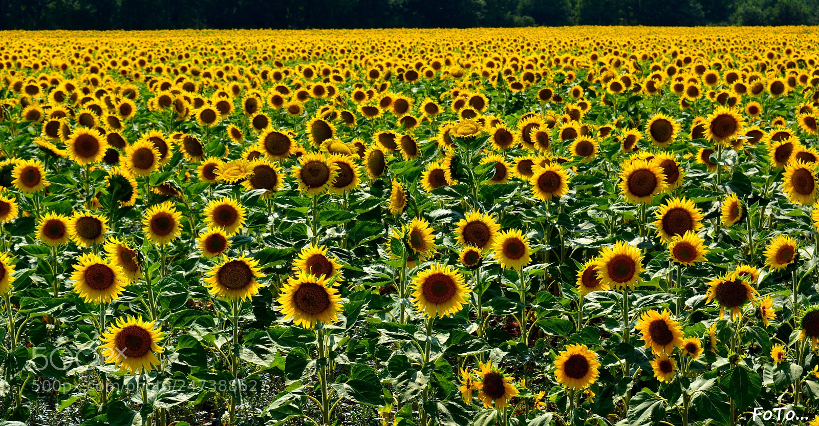 Nikon D5200 sample photo. Champs de tournesols photography