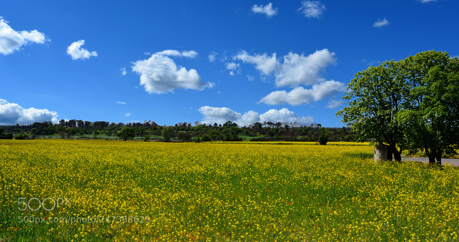 Nikon D5200 sample photo. Champs de provence photography