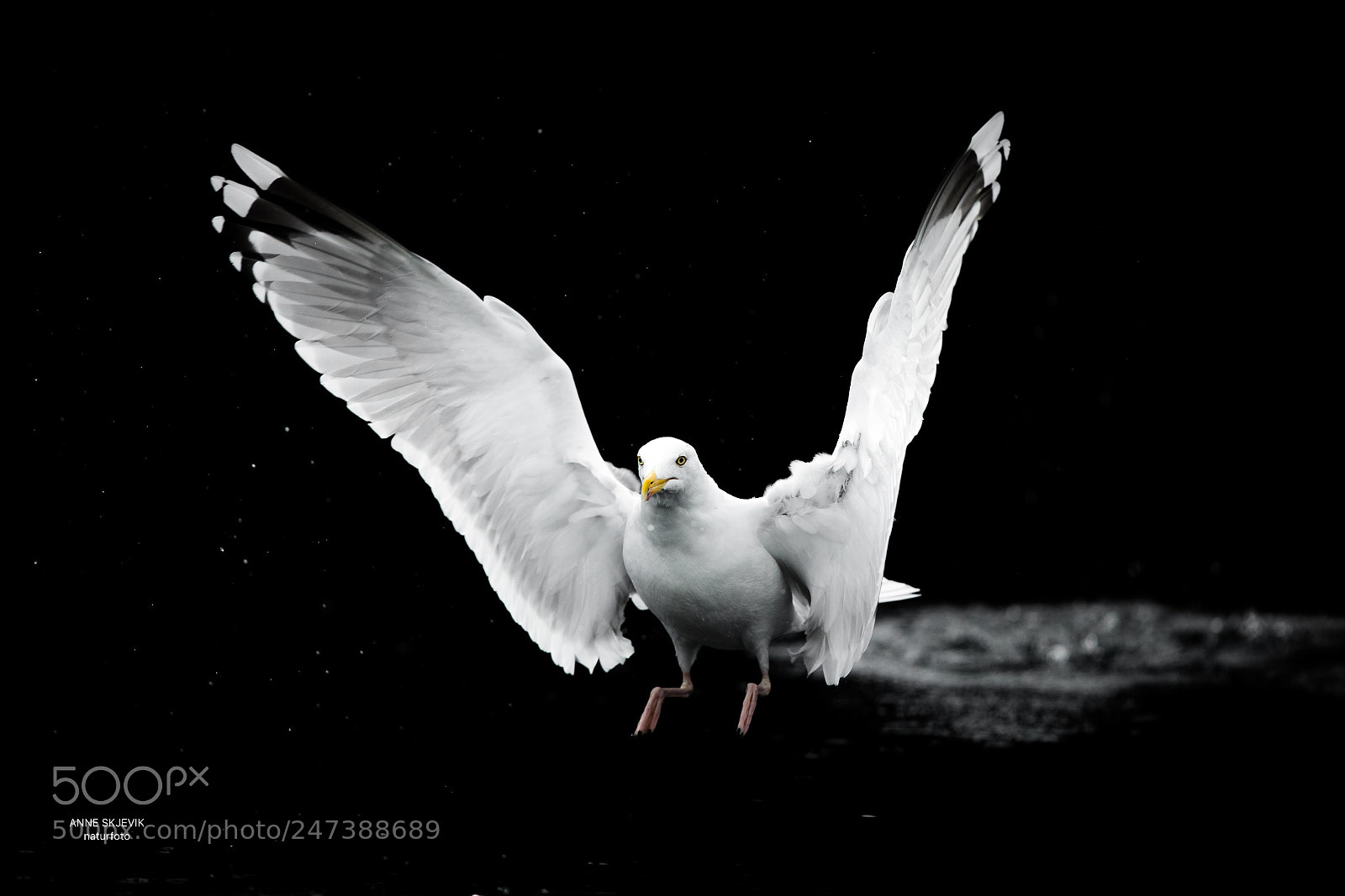 Canon EOS-1D X Mark II sample photo. Seagull photography