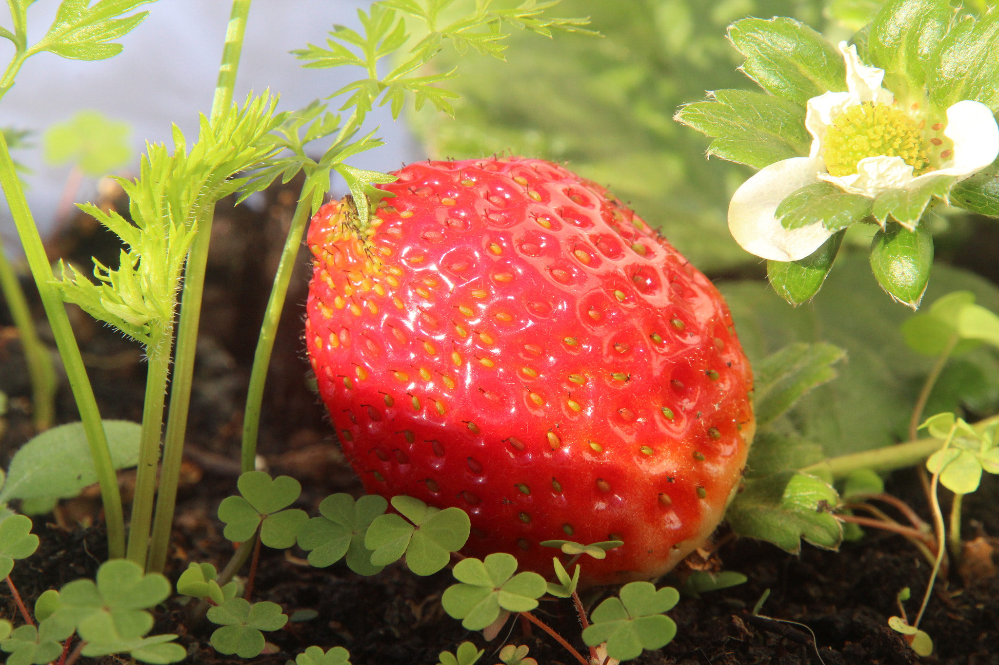 Canon EOS 1300D (EOS Rebel T6 / EOS Kiss X80) sample photo. Strawberry photography