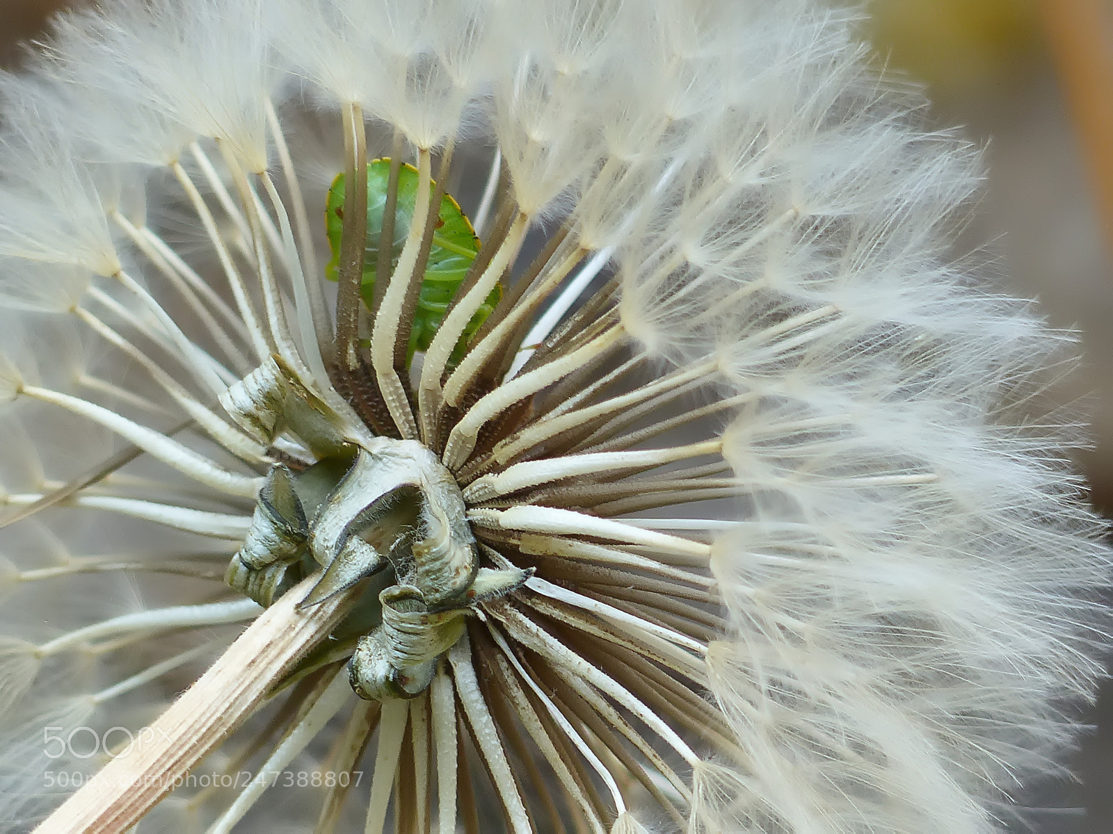 Panasonic Lumix DMC-FZ200 sample photo. Oh punaise ! photography
