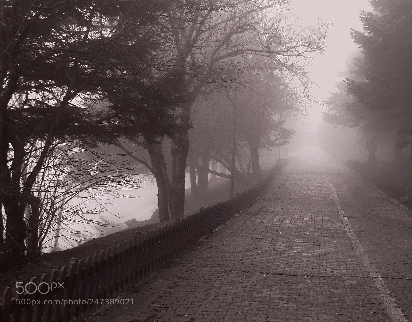 Canon EOS 80D sample photo. Fog-2 photography