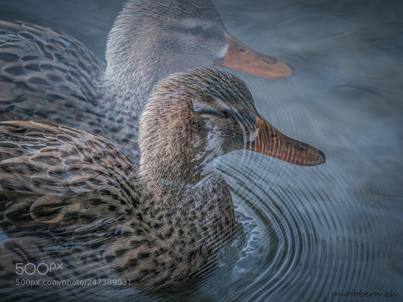 Olympus OM-D E-M1 Mark II sample photo. Emte_x2 photography
