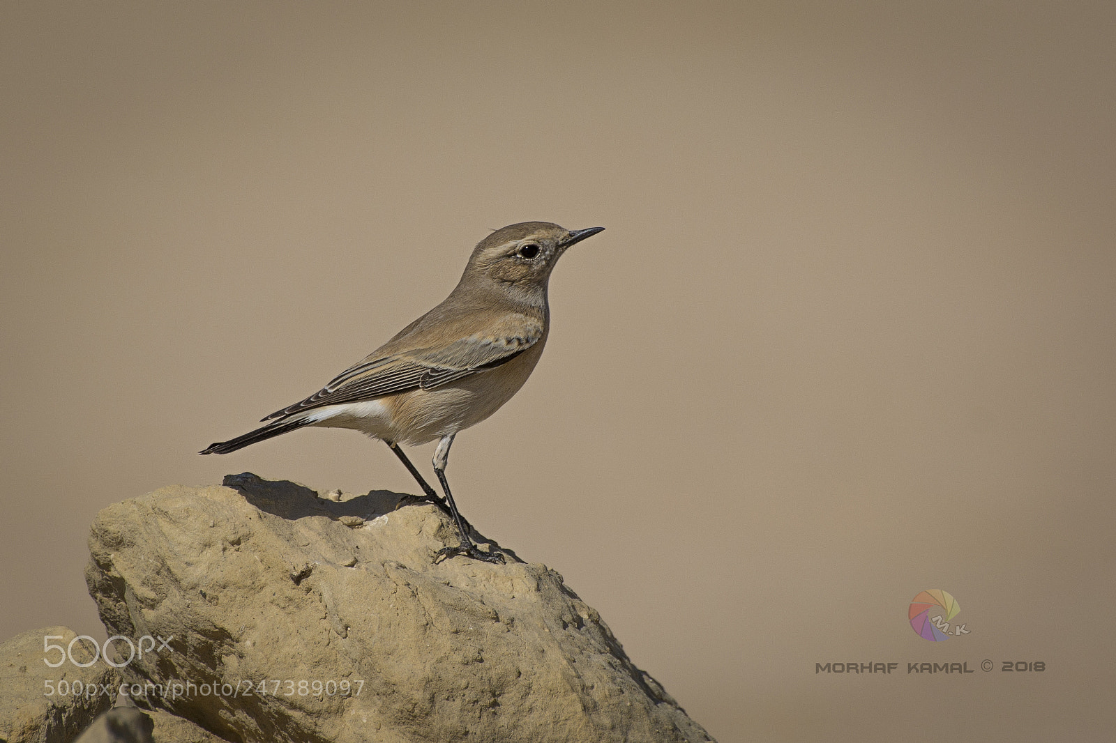 Nikon D7100 sample photo. Desert wheatear female photography